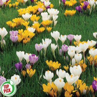 Giant Crocus Mix Thumbnail
